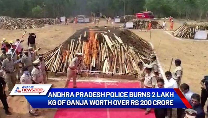 Andhra Pradesh police burns 2 lakh kg of ganja worth Rs 200 crore gcw