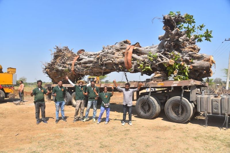 Rebirth for 100 year old Banyan tree that fell due to heavy rains  Youth Makes Successful Attempt CKM