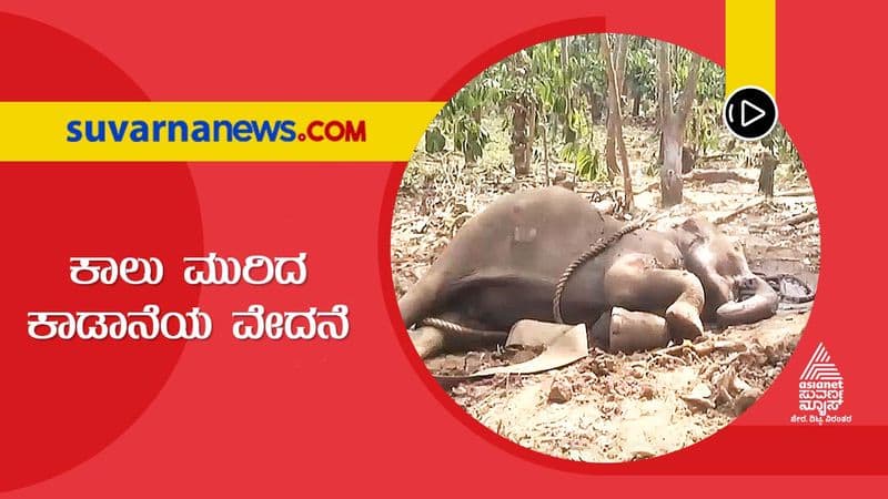 Wounded Elephant Being Treated by Forest Officials in Kodagu skr