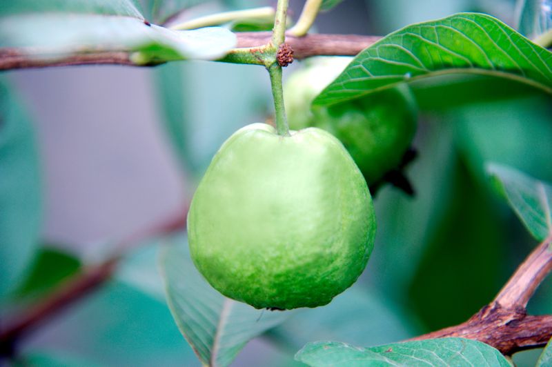 many health benefits are there for guava leaves from experts point of view