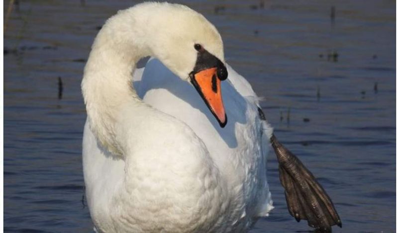  Viral video shows passerby rescuing swan stuck in fence, sparks worry among netizens lns