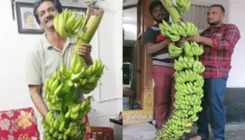 Baahubali Banana popular banana plant in Andhra Pradesh