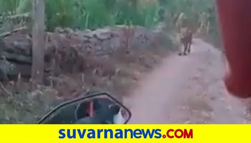 Lioness Approaches 2 People on a Scooter on Gujarat Road akb