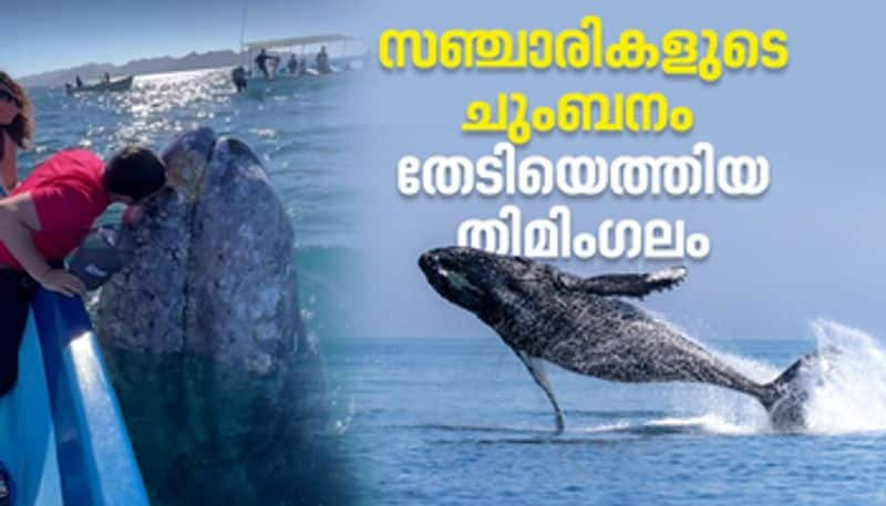 Whale swimming near tourists for a kiss