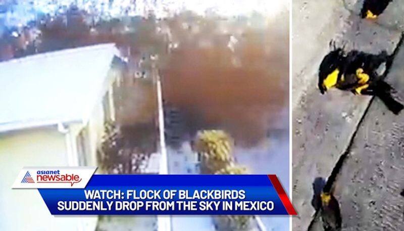 Watch Flock of blackbirds suddenly drop from the sky in Mexico gcw