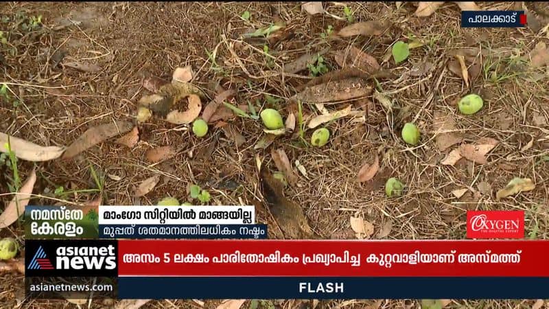 No mangoes in Kerala's mango city