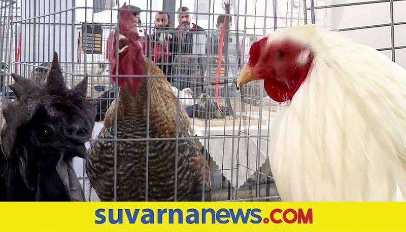 Chicken Theft From Tumakuru Poultry Caught in CCTV mah