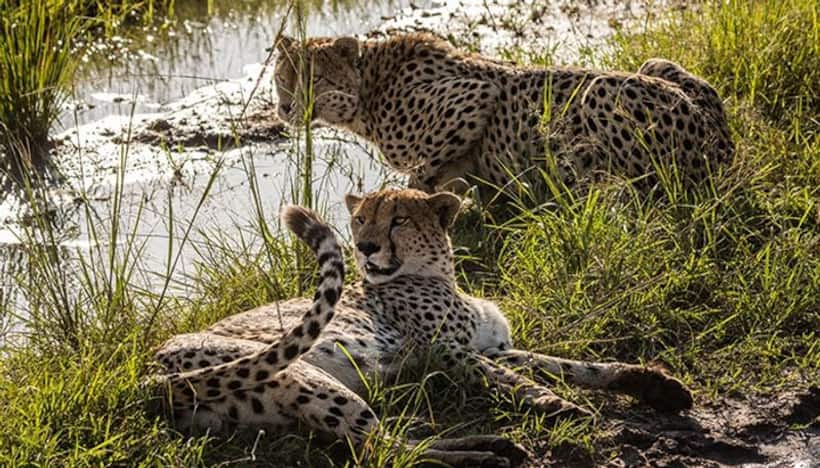 Cheetah to return from extinction in India; experts fly to Namibia