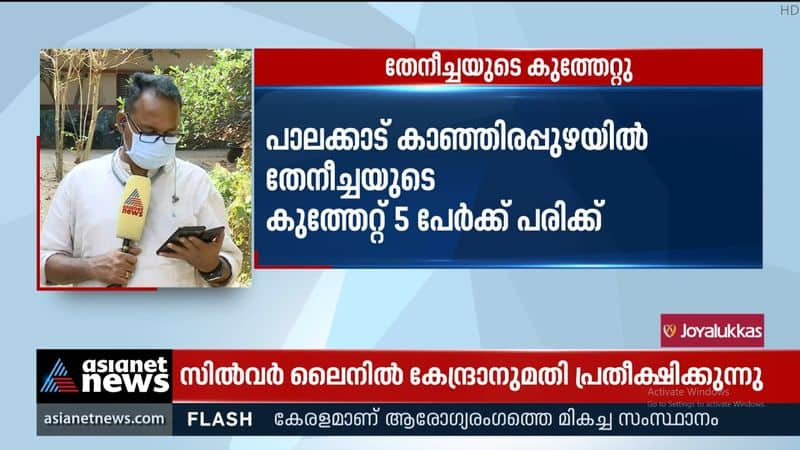 Palakkad bee stabs 5 people; One's condition is serious