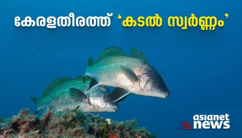 ghol fish at kerala coast