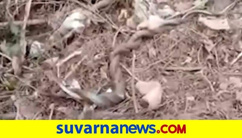 Rare Video of Snake Mating in Chikkamagalur Goes Viral akb