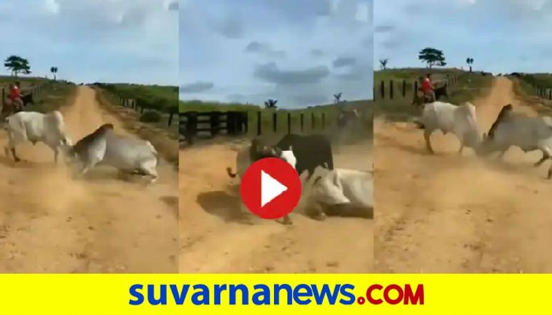 Bull Interrupts Intense Ox Fight, Watch Viral Video akb