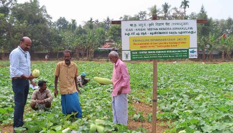 Blonde cucumber farming and juice