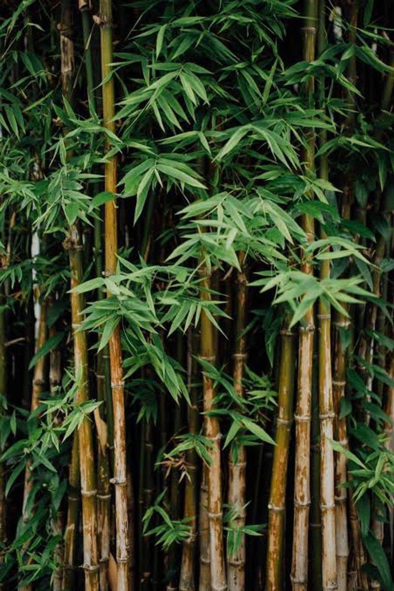 bamboo cultivation is a profitable option in agriculture