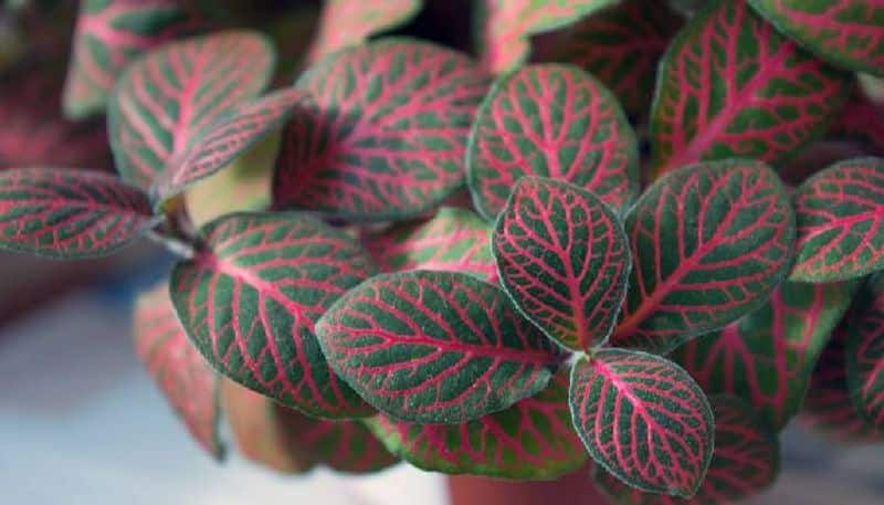 Six bathroom plants