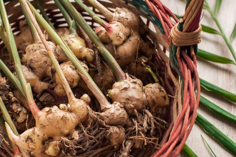 Ginger Cultivation Procedure: Suggestion for Special Use snr 