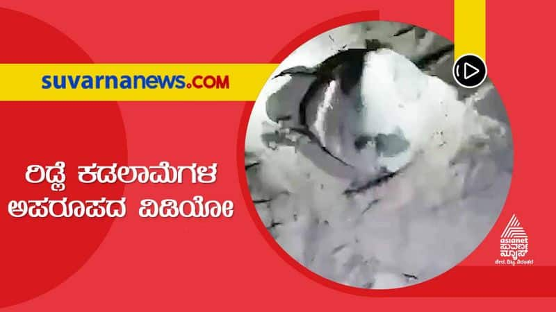 Rare Video of Ridley Turtles Protecting Eggs Caught in Camera in Karwar grg