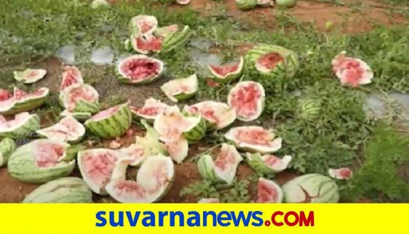 Miscreants Destroy Watermelon Crop in Kolar grg