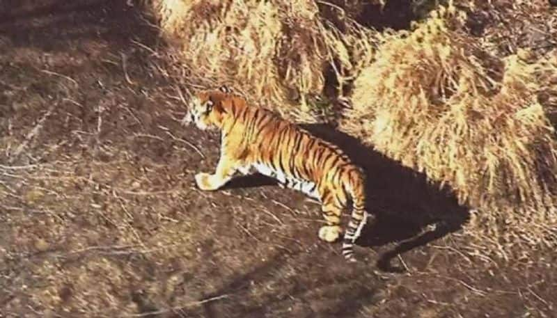 Villagers Anxiety Due to Tiger Attack on Livestock at Mudigere in Chikkamagaluru grg 