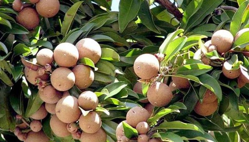 how to grow and care sapodilla