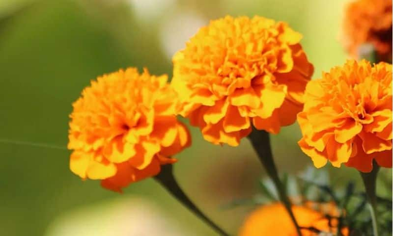 Use marigold for better luck 