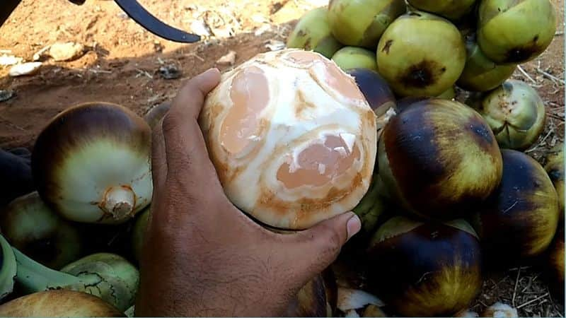 amazing health benefits of nungu or ice apple in tamil mks