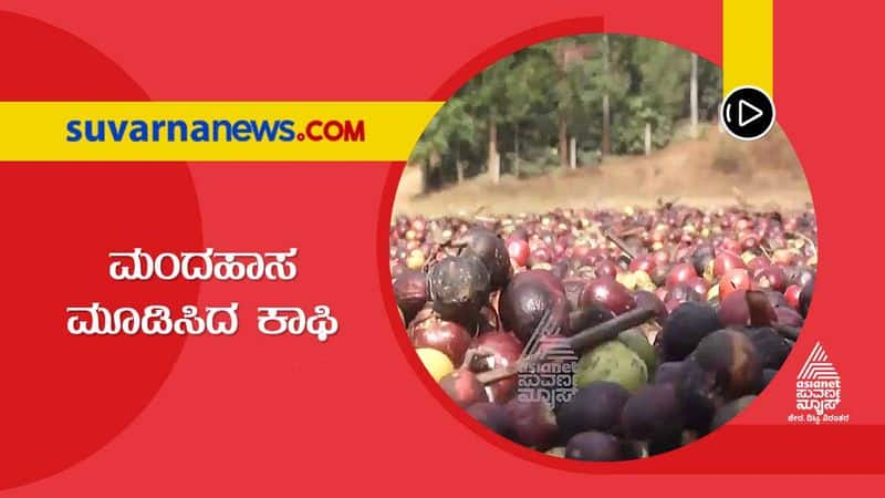 Coffee Brings Smile Back on Planters in Kodagu grg