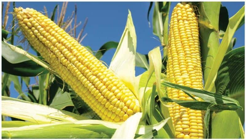 Corn crop farmers need to take this type pesticides know full details inside