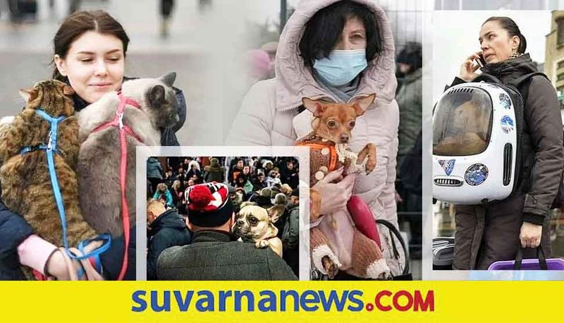 People are fleeing Ukraine with their pets amid Russias invasion skr