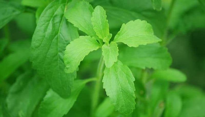 how to grow Stevia