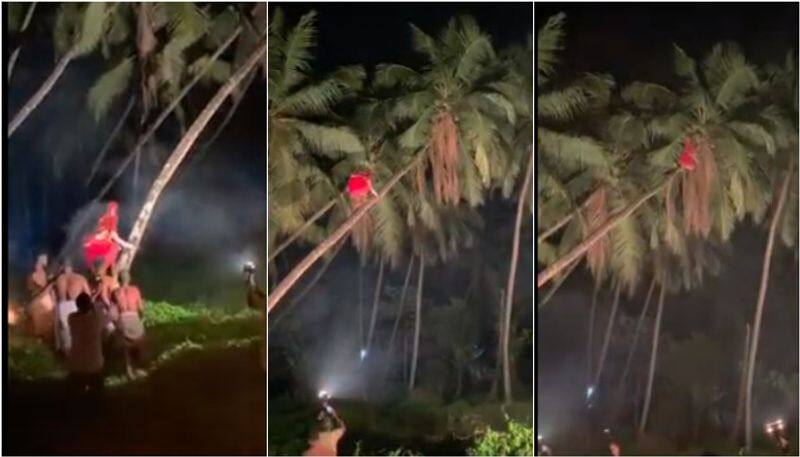 Theyyam climbing on a coconut tree video