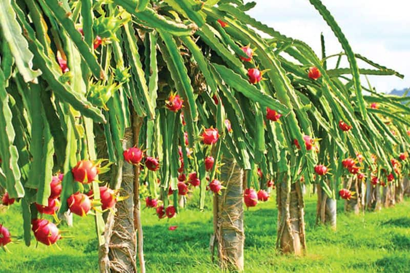 Farmers Earn Profit to Dragon Fruit Cultivation in Kalaburagi grg