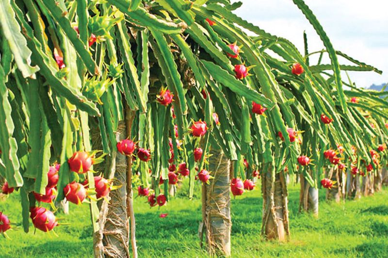 Farmers Earn Profit to Dragon Fruit Cultivation in Kalaburagi grg