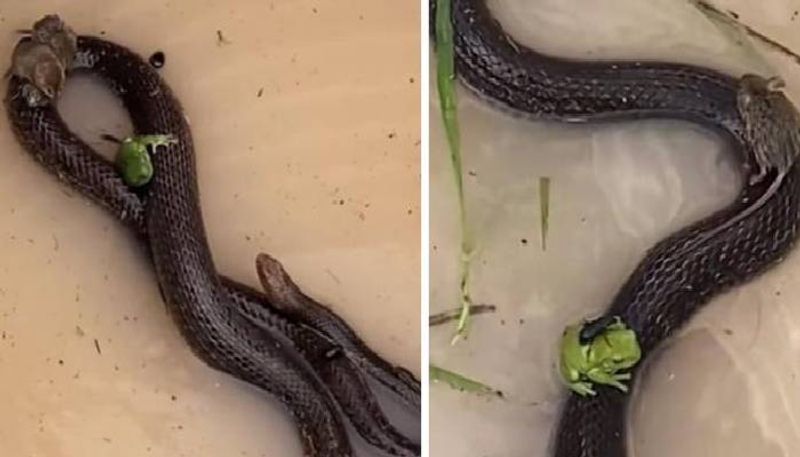 Mice frogs and beetle on snake video viral