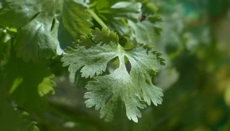 how to grow and care Coriander