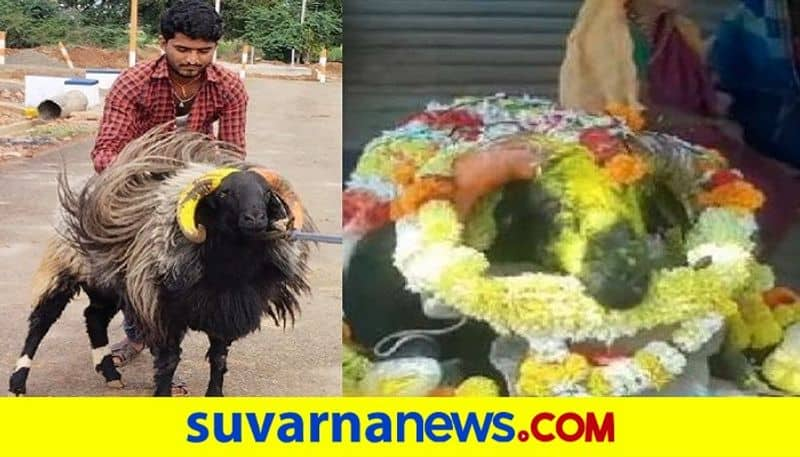 8 lakhs demand lovely boy sheep dies from heart attack at Bagalkote rbj