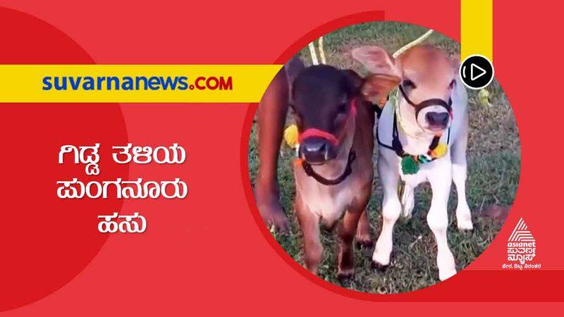 Unique Punganuru cow is among shortest breed skr