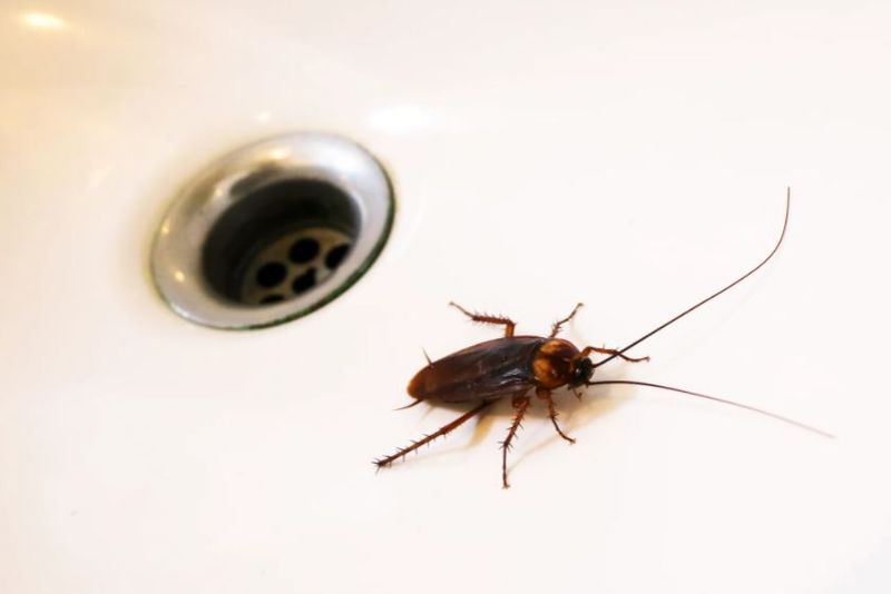 Japanese man sets house on fire while trying to kill cockroach