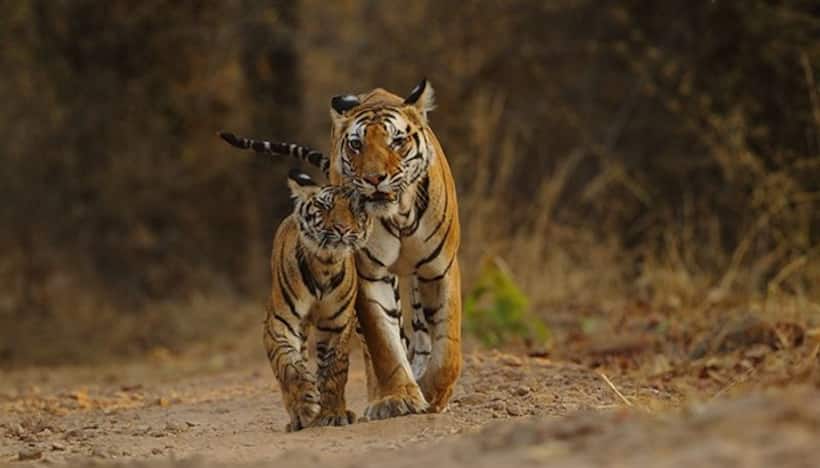 Tiger deaths: 7 రోజుల్లో 7 పులులు మృతి.. ఆందోళనకరంగా పులుల మ‌ర‌ణాలు 