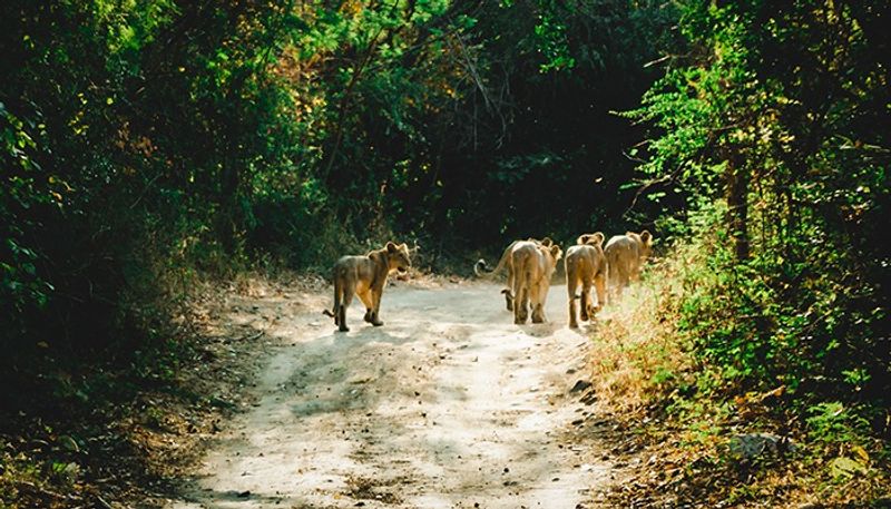 Insurance facility for tourists in rural Nagarhole snr