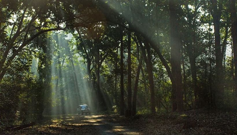 Kuno National Park: ఫారెస్ట్ అధికారులను బందిపోట్లుగా భావించారు.. ఎంత చెప్పినా నమ్మకుండా దాడి చేసిన గ్రామస్తులు