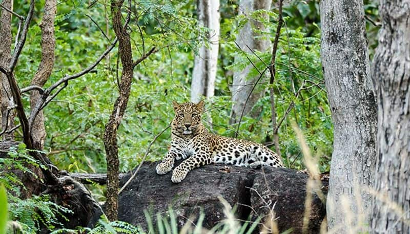 again leopard found near krs dam restriction to tourists visit gvd