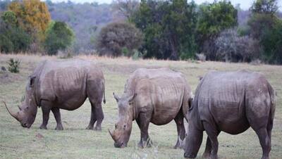 World Wildlife Day: जंगलों में रहने के बाद भी वेजिटेरियन है ये 8 जानवर, वेज होने के बाद भी है सबसे ताकतवर