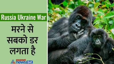 Russia Ukraine War:धमाकों की आवाज सुनकर सहम गए गोरिल्ला मां-बेटे; कोई नहीं जानता बचेंगे या मरेंगे