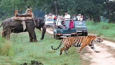 कहीं मिलेंगे हिम तेंदुए, तो कहीं दहाड़े मारता है सफेद शेर, देखें भारत के 10 सबसे बड़े नेशनल पार्क