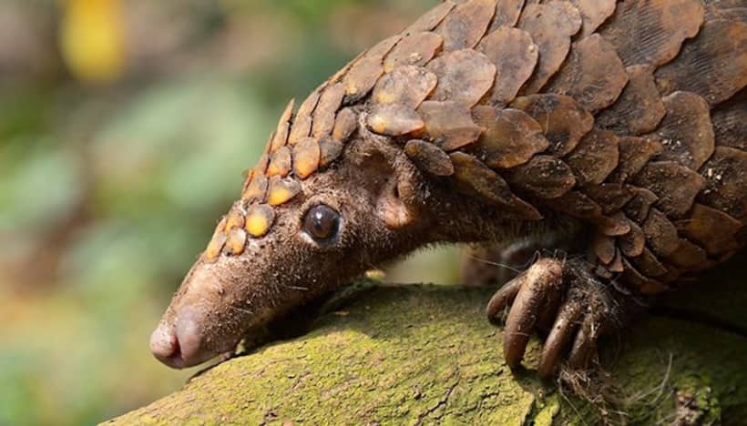 World Wildlife Day: YouTube a growing threat to India’s conservation efforts?