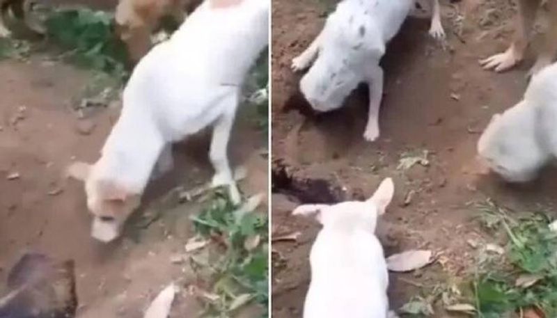 dogs burying another dog video