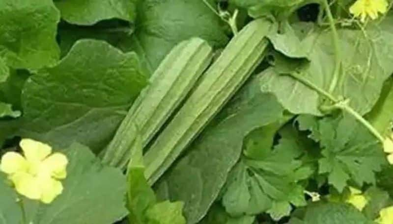 Luffa how to grow in home