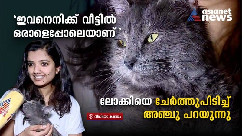 anju came back to kerala from Ukraine with her persian cat