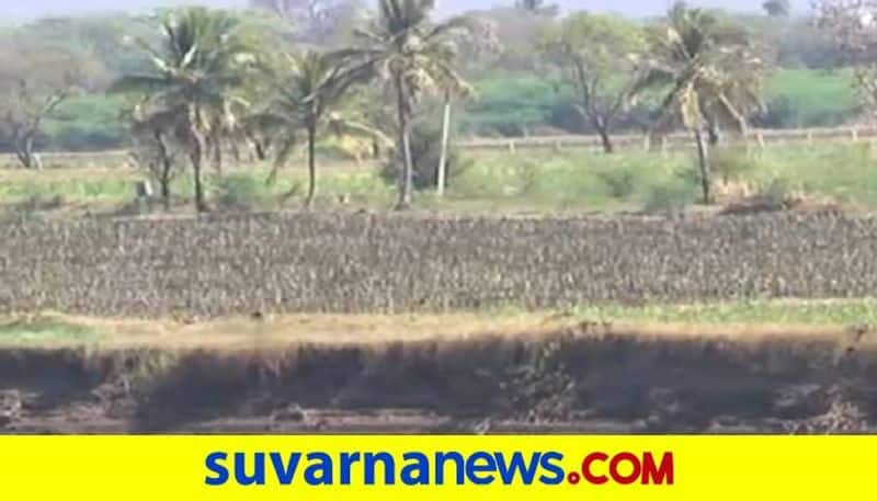 Farmers Faces Wetland Problems in Bagalkot grg